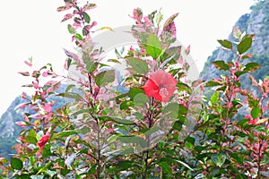 Red hibiscus flowers and green leaves on natural daylight green leaves background