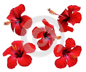 Red hibiscus flowers. Isolated.