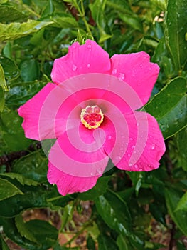 The red hibiscus flowers that look fresh in the morning