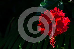 Red Hibiscus flowers with pollen on dark green leaves background