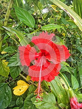 red hibiscus flowers by the waterways in the village 4