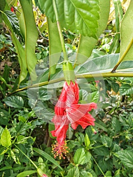 red hibiscus flowers by the waterways in the village 6