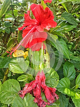 red hibiscus flowers by the waterways in the village 7