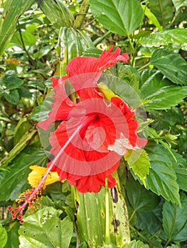 red hibiscus flowers by the waterways in the village 8