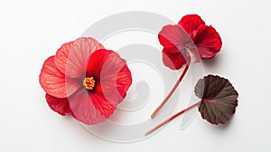 Red Hibiscus Flowers and Leaf on White Background, Close Up Botanical Study