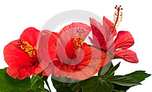 Red hibiscus isolated