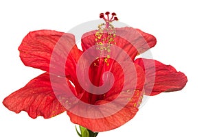 Red hibiscus isolated e background