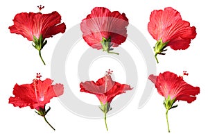 Red Hibiscus isolated on white background