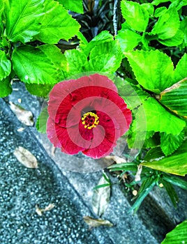 Red Hibiscus in the morning