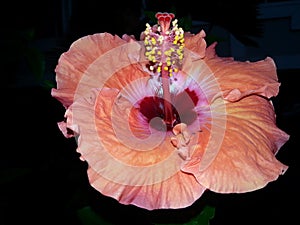 Red Hibiscus at night time