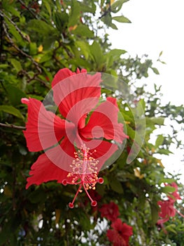 The red hibiscus plant in bloom is complemented by a beautiful crown and pistil