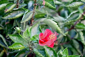 Red Hibiscus rosa-sinensis