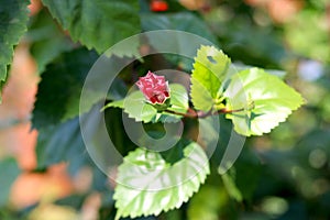 Red Hibiscus rosa-sinensis