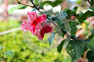 Red Hibiscus rosa-sinensis