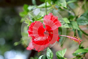 Red Hibiscus rosa-sinensis