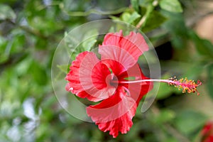 Red Hibiscus rosa-sinensis