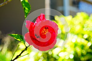 Red Hibiscus rosa-sinensis flower