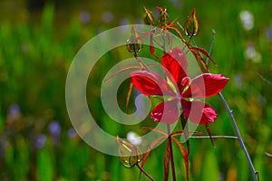 Red Hibiscus (rosa-sinensis) Flower with green background