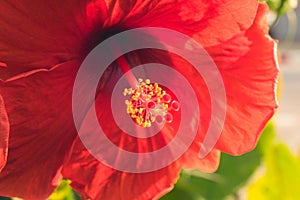 Red Hibiscus Rosa-Sinensis flower yellow pollen in the middle