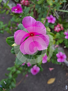 Red Hibiscus rosa-sinensis or kembang sepatu