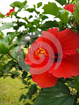 Red Hibiscus rosa sinensis pistils