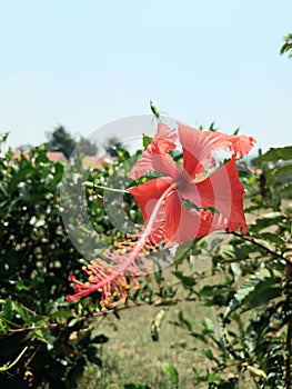 Red Hibiscus Rosasinensis blossom in the school yard photo