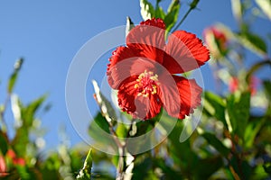 Red hibiscus rose flower floral horizontal hd