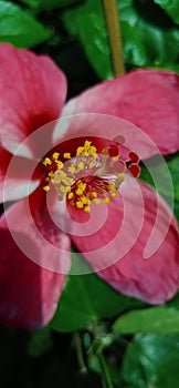 Red hibiscus, shoe flowe  or Chinese rose