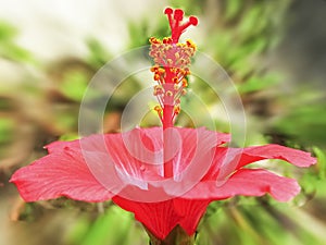 Hibiskus 