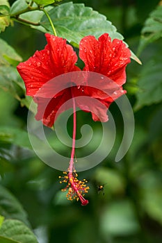 Red hibiscus