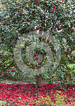 Red hibiscus tree