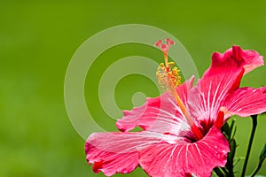 Red hibiscus tropical flower genus â€œHibiscus` macro close-up photo