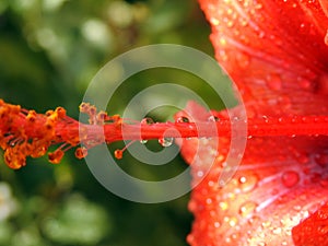 A close-up of a red hibiscus flower with water drops, red flower with dew drops on it, rain drops on red hibiscus photo