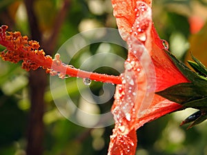 A close-up of a red hibiscus flower with water drops, red flower with dew drops on it, rain drops on red hibiscus photo