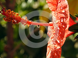 A close-up of a red hibiscus flower with water drops, red flower with dew drops on it, rain drops on red hibiscus photo