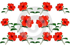 Red hibiscus on white background