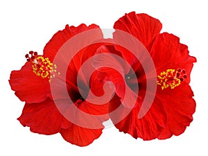 Red Hibiscus photo