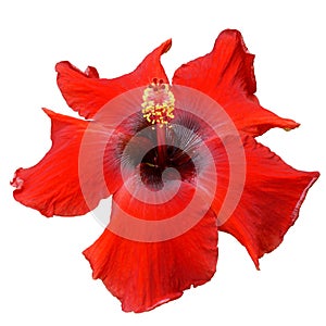 Red Hibiscus on white background with path