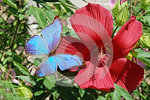 Red hibiskus and blue butterfly photo