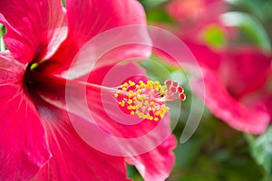 Red hibiskus photo