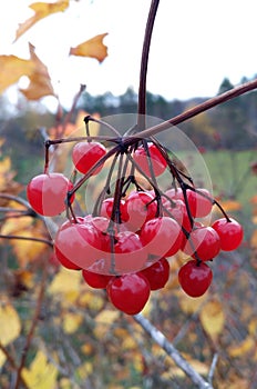 Red highbush cranberry in autumn