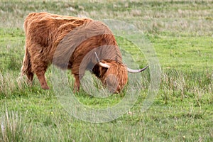 Red Highland cow