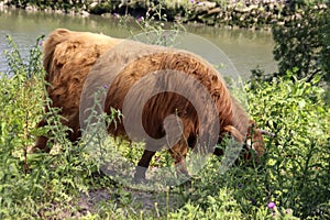 Red Highland cow with a calf at the Eiland van Brienenoord