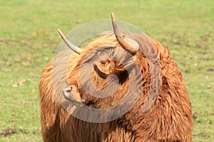 Red Highland Cow in a field.