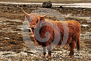 Red Highland cow or Kyloe, Argyll, Scotland