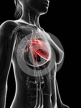 Red highlighted femaleÃÂ´s heart