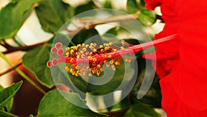 Red ÃÂhinese rose