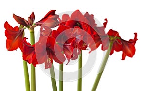 Red Hippeastrum Diamond Group ÃÂ« Floris HekkerÃÂ»  on   white background isolated