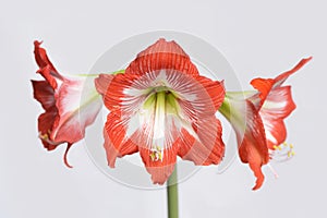 Red hippeastrum flower closeup isolated on white background