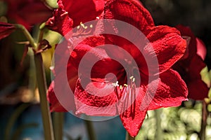 Red Hippeastrum hybrid Amaryllis flower